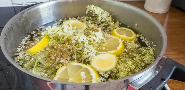 How many flowers do we need for the perfect elderberry syrup? The ratio that guarantees success