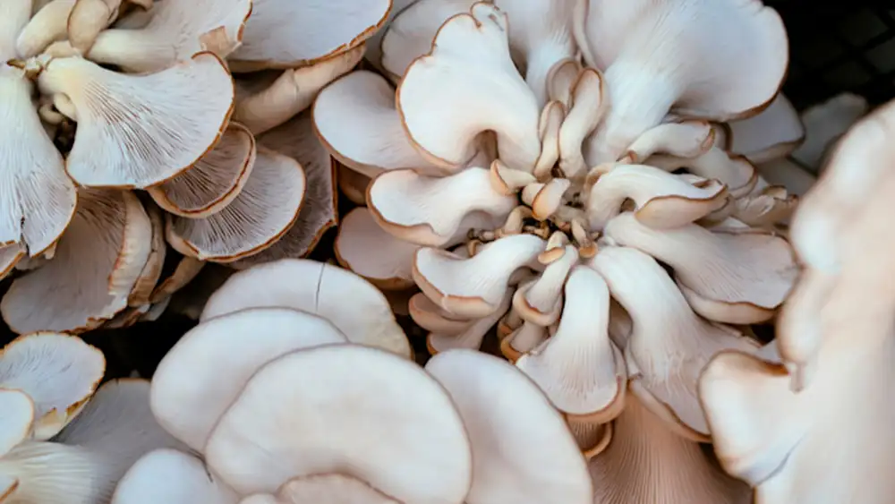 Mushrooms grown in space and their impact on the future of food