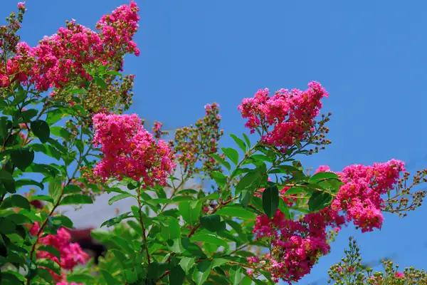 Gardeners love it: this plant blooms for 90 days and requires little care