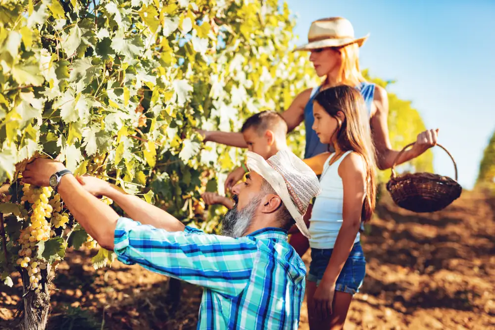 Touristic grape harvest: everything you need to know