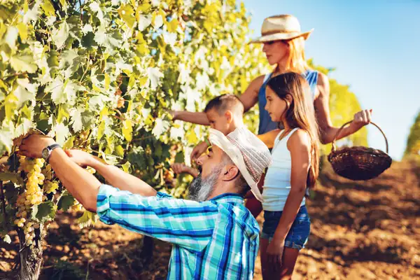 Touristic grape harvest: everything you need to know