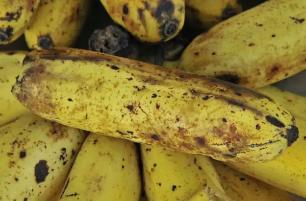 How do we use plantain?