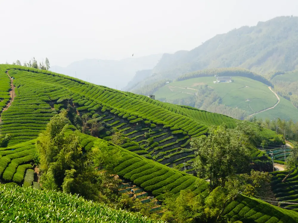 All the Tea in Taiwan