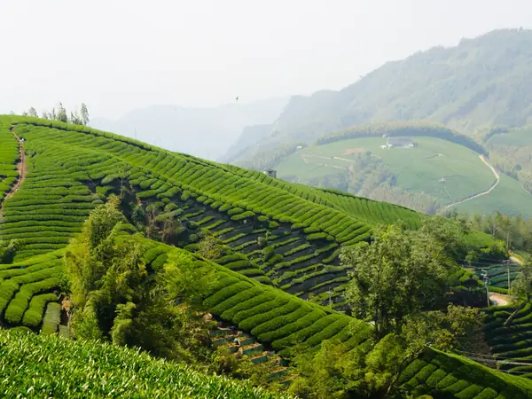 Todo el té de Taiwán