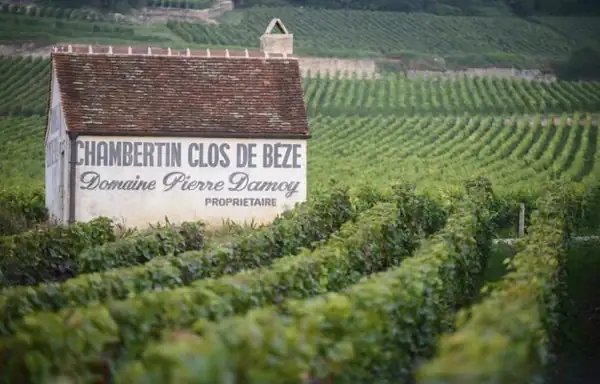 Louis Roederer invests, for the first time, in Burgundy, with the jewel Domaine Pierre Damoy