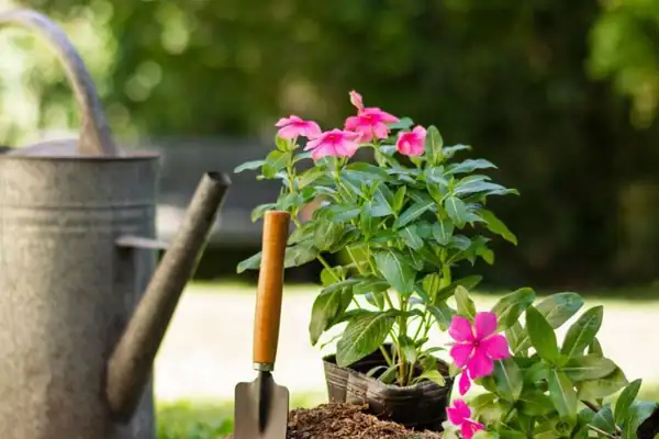 4 ideal flowers to plant before the end of summer and see results in autumn