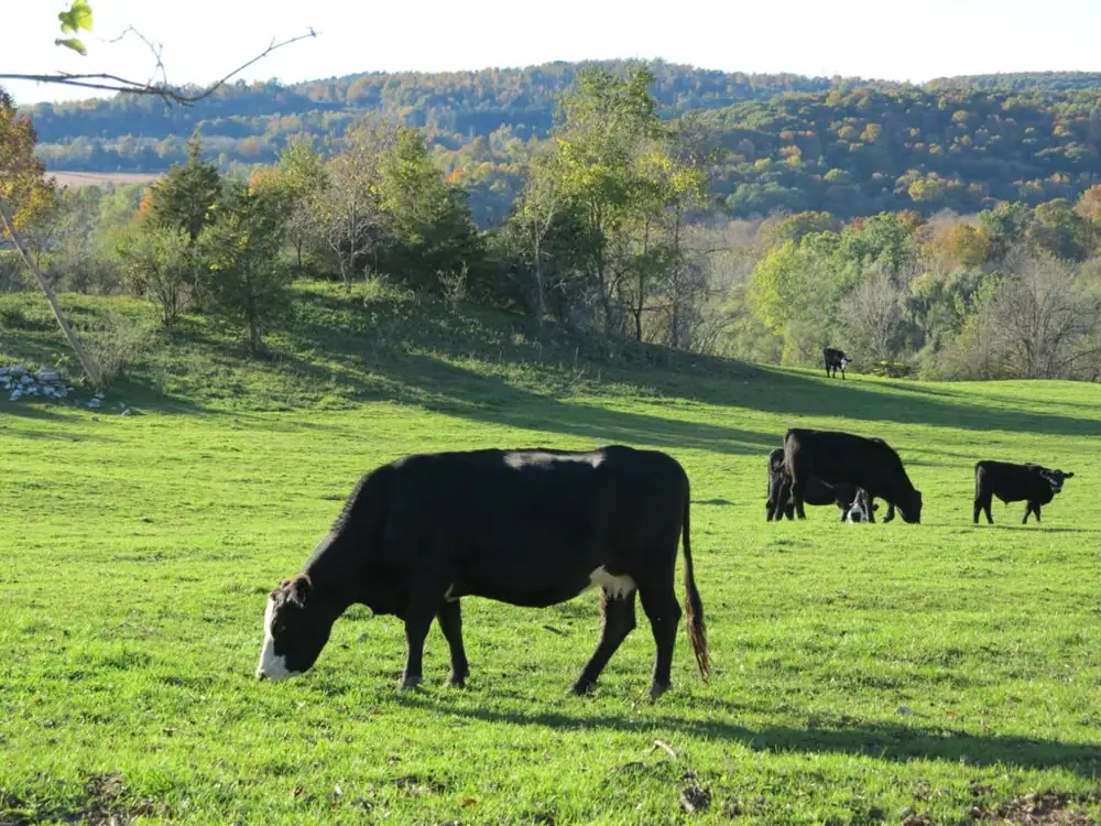 ¿Qué significa el acuerdo entre Amazon y Whole Foods para un agricultor ecológico del valle del Hudson?