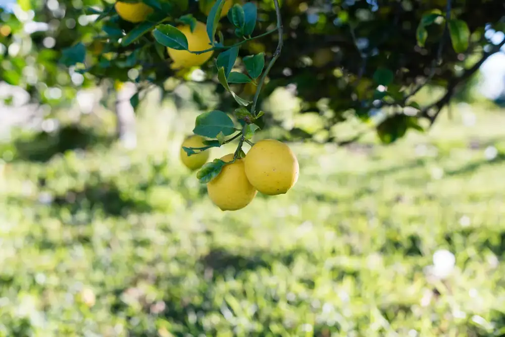 How to grow a lemon tree: Planting, pruning and propagating from cuttings