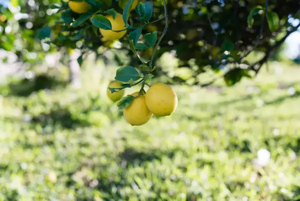 How to grow a lemon tree: Planting, pruning and propagating from cuttings