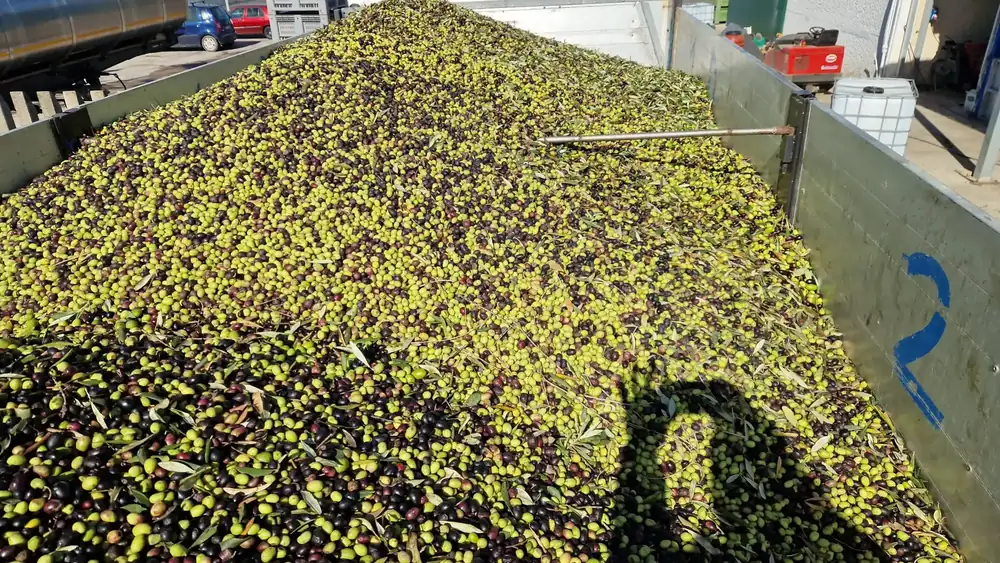 Olive delivery deadline extended to within 6 hours, a chorus of yes: “Now a definitive solution”