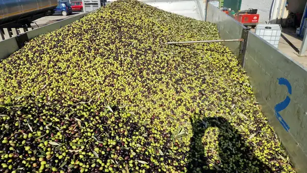 Olive delivery deadline extended to within 6 hours, a chorus of yes: “Now a definitive solution”