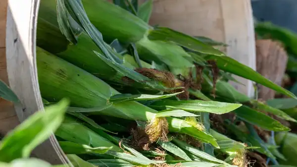 Elige el mejor maíz dulce este verano con un enfoque práctico