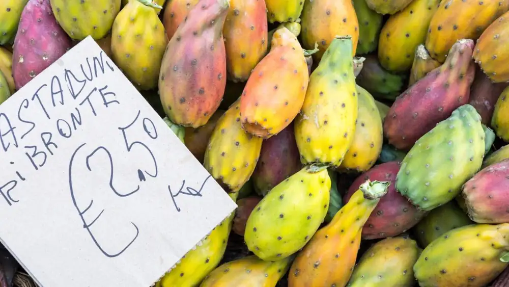 Prickly pears from September to December: all the secrets of the “Bastardone”, which produces large, sweet fruits