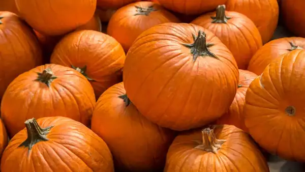 Pumpkin in autumn: all the benefits we can bring to the table