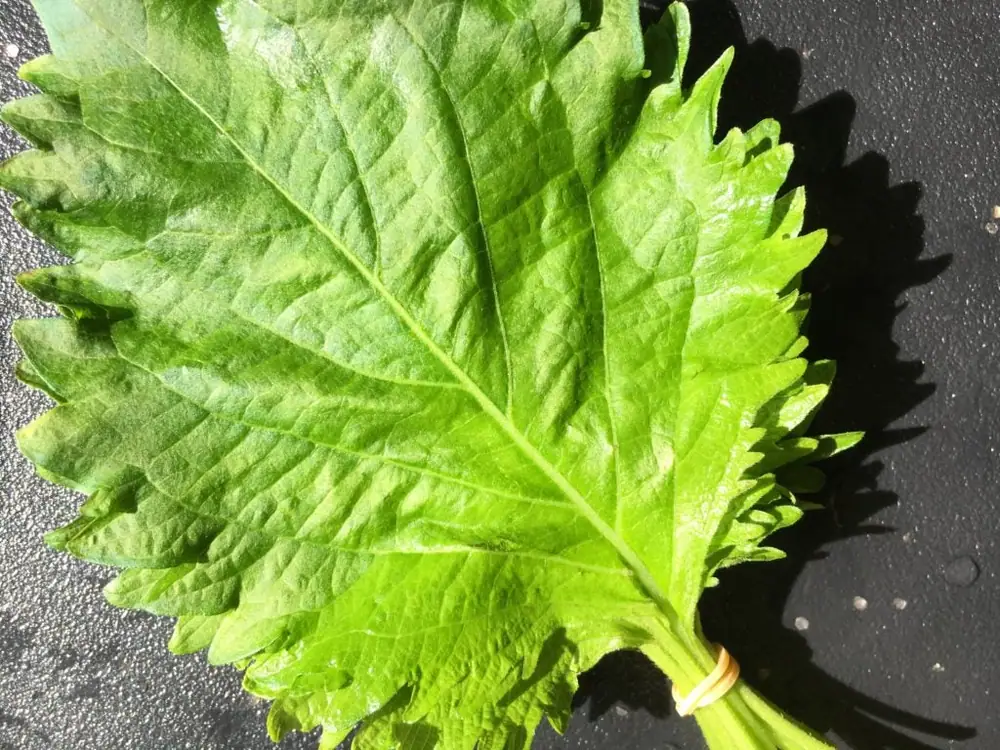 Treat Shiso Like an Herb, Not a Garnish