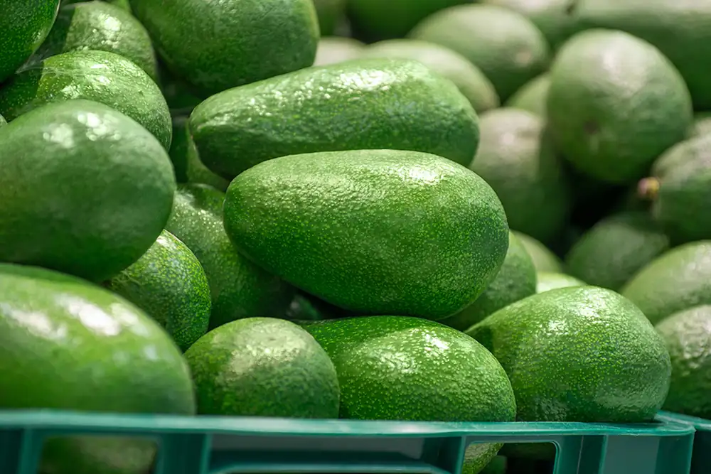 Ferry transport adds costs for Matakana avocado orchard