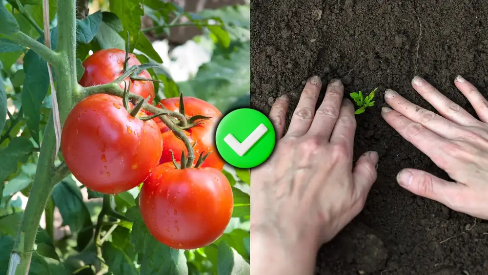 Qué debes hacer para ayudar a tu planta de tomate a desarrollar más raíces y crecer más fuerte