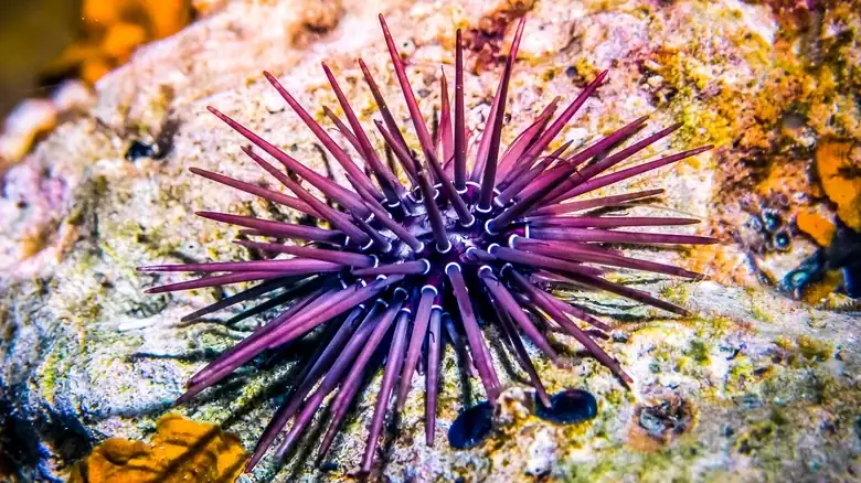 The Complex Criteria Behind Picking The Freshest Sea Urchin