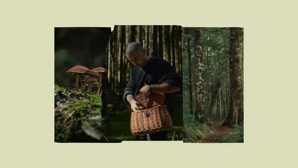 Comienza la temporada de setas: Nos dirigimos a los bosques de Őrség con István Akács
