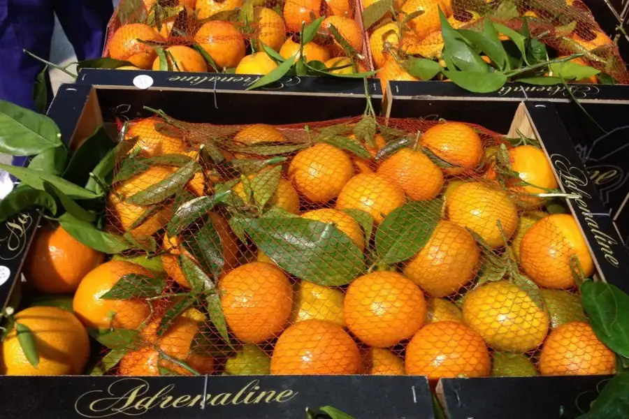 “We started working with the first Satsumas in a fairly calm market.”