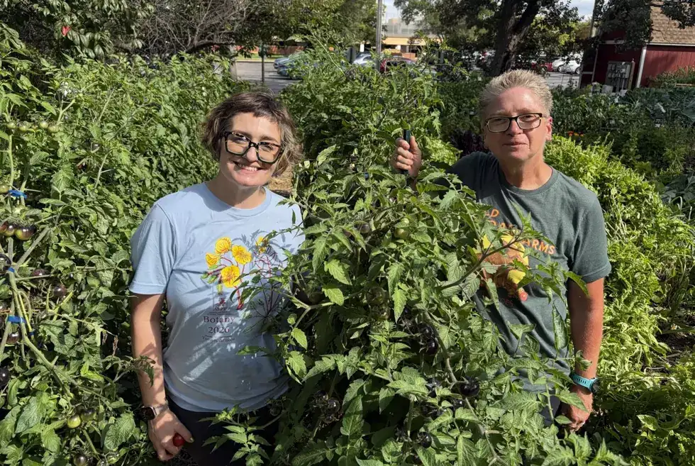 Desde 5th Avenue South Garden hasta Husky Plaza. Tomates y hortalizas de raíz locales cultivados año tras año