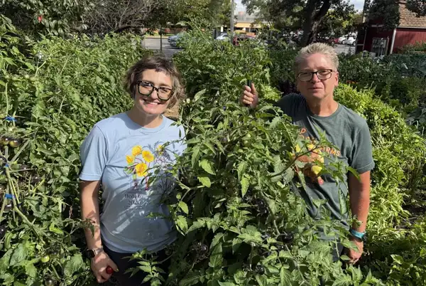 From 5th Avenue South Garden To Husky Plaza. Local Tomatoes And Root Vegetables Grown Year After Year