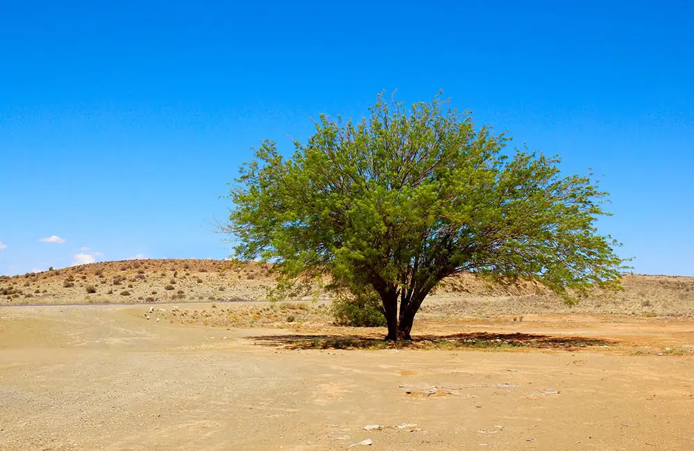 What Is Mesquite Coffee and Why Should You Drink It?