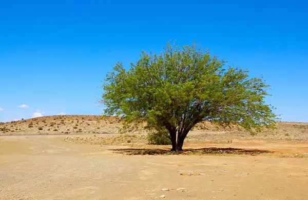 What Is Mesquite Coffee and Why Should You Drink It?