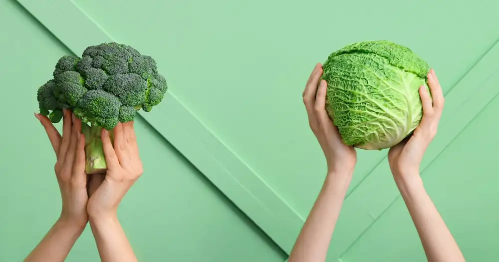 Cabbage all year round: Cabbage recipes & information