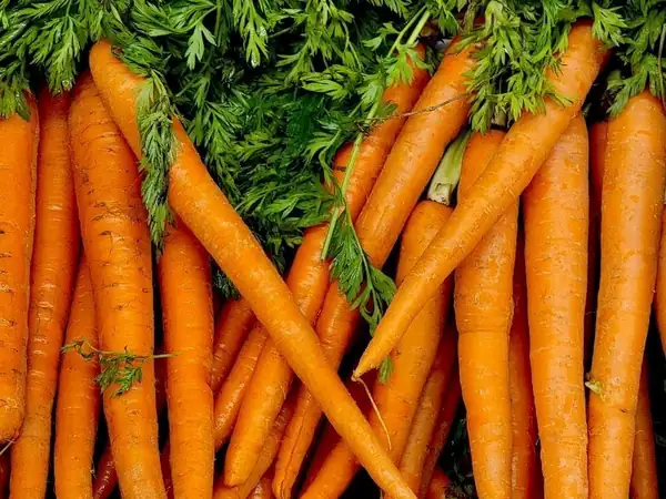 Tip to Prevent Carrots from Wilting and Softening When Storing Them