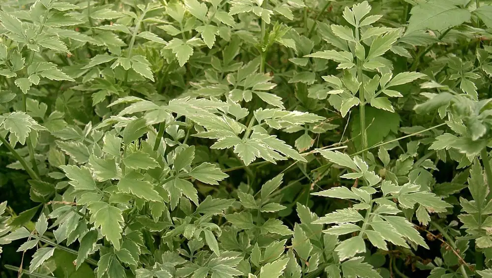 What Is Minari And What Does It Taste Like?