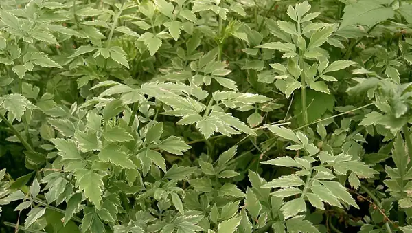 What Is Minari And What Does It Taste Like?