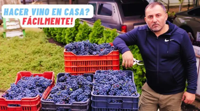 Homemade grape wine recipe: a step-by-step guide for beginners