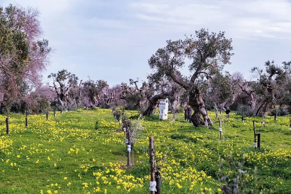Una granja afectada por la xilema se convierte en un centro de biodiversidad, educación, arte y solidaridad