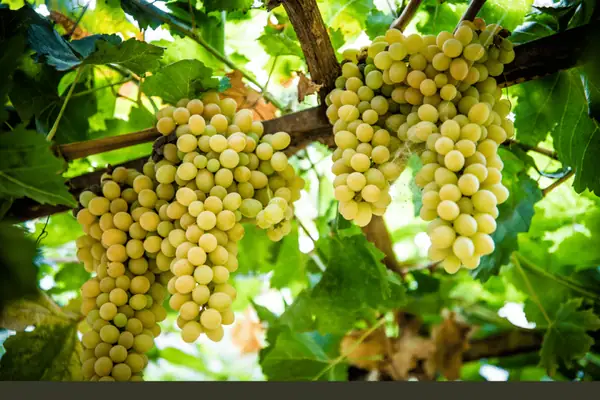 From Orchard to Table: Most Popular Turkish Fruits