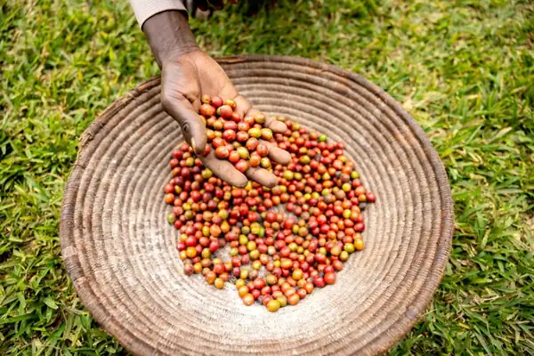 Commodity living income strategy white paper