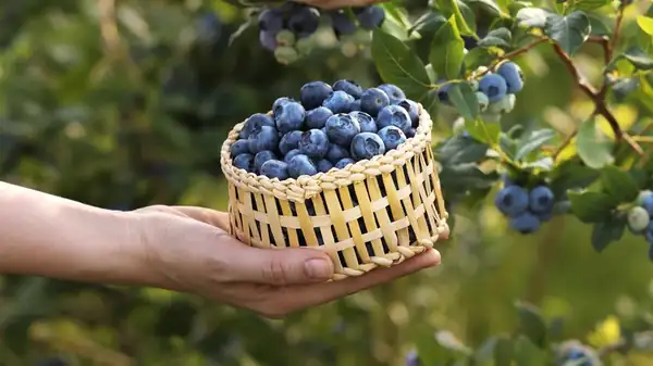 Do Wild Blueberries Actually Taste Different?