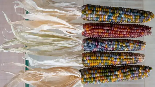 Don't Cook Multicolored Corn The Same Way As The Regular Stuff