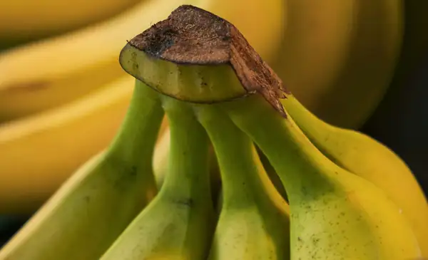 Ecuadorian banana exports score massive 5.5 percent uptick on larger, high-quality production