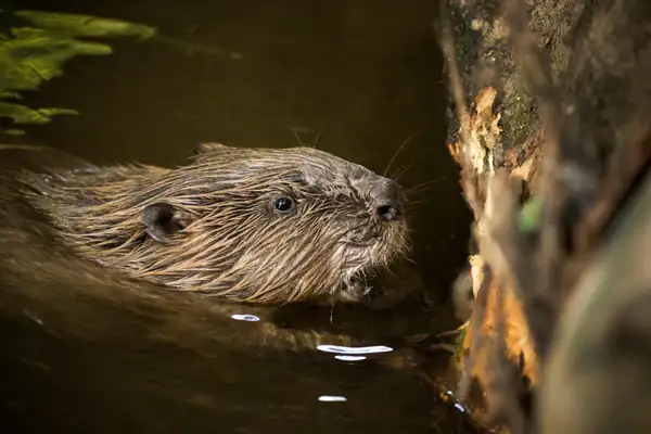 Norfolk Welcomes First Wild Beaver Kits In 500 Years