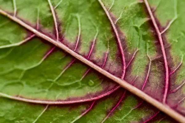 How spinach could power up alternative energy