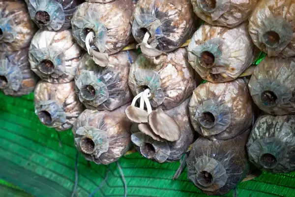 US (MT): How SporeAttic grows mushrooms in Bozeman