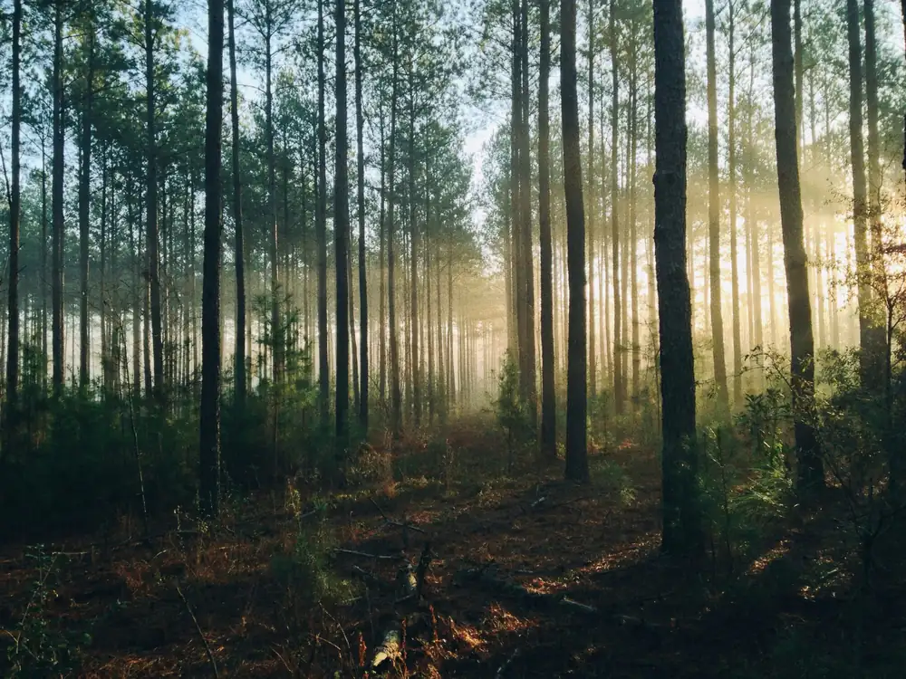 From forest to table: the influence of wilderness on Scandinavian cuisine