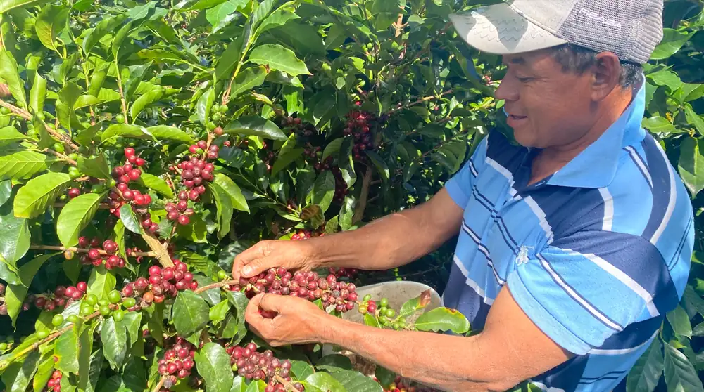 EUDR is Accelerating Farm Modernization, But Threats to Smallholders Remain