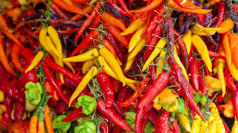 A 50 Million-Year-Old Fossil Spiced Up What We Knew About Chili Peppers