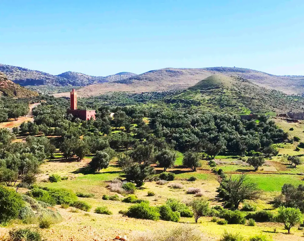 Oro de Marruecos: La sabiduría tradicional y la técnica moderna se unen en el mejor aceite de oliva virgen extra