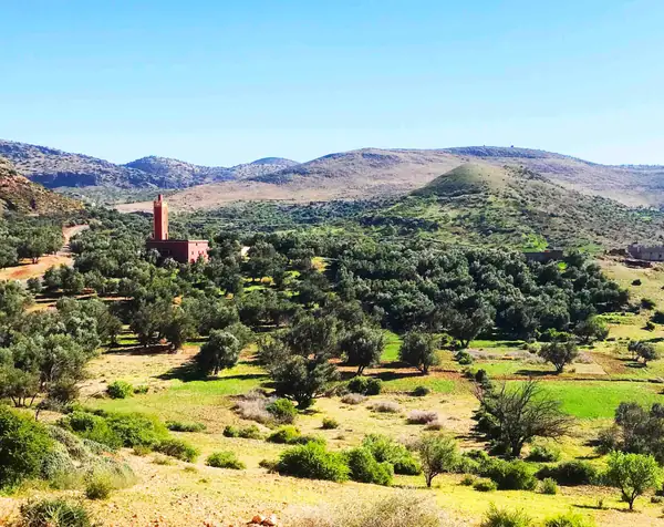 Morocco Gold: Traditional Wisdom and Modern Technique Meet in the Best Extra-Virgin Olive Oil