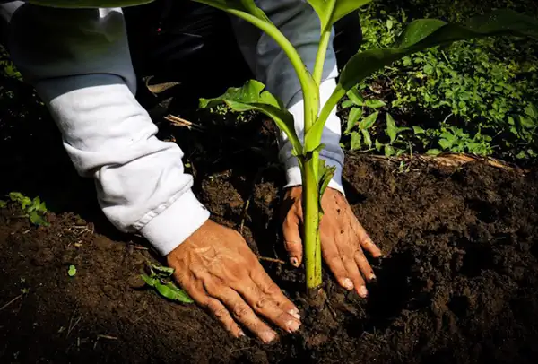Fyffes targeting 100% regenerative banana and pineapple farms by 2030