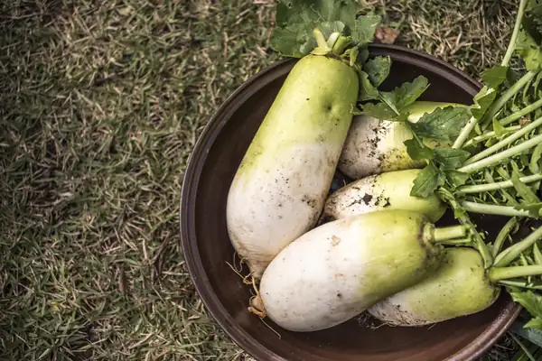 [Seasonal Recipe] Radishes that become even tastier in autumn