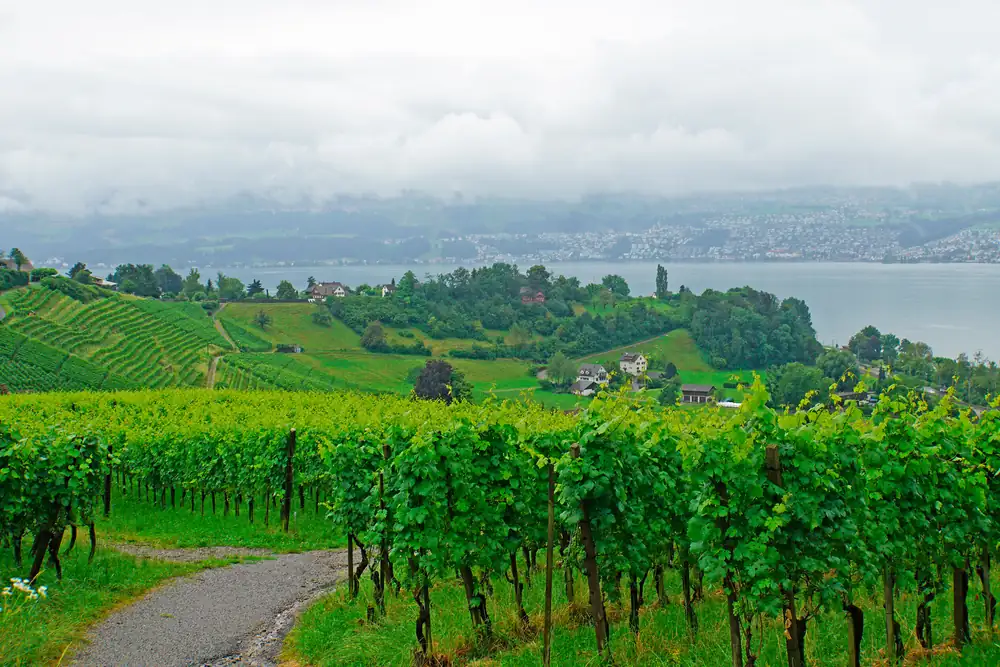 “Electronic payment option” wine bars in the canton of Zurich